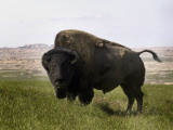 South Dakota, Badlands National Park, a Huge Bison Bull Casts a Menacing Eye Photographic Print by G. Richard Kettlewell