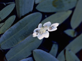 Close-Up of Cape-Pondweed Flowers and Leaf in Water (Aponogeton Distachyos) Photographic Print by R. Sacco