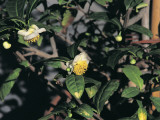 Close-Up of a Tea Plant (Camellia Sinensis) Photographic Print by P. Luzzi