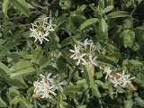 Close-Up of a Neem Tree (Azadirachta Indica) Photographic Print by A. Moreschi