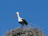 White stork in a nest (Ciconia ciconia) Photographic Print by W. Buss