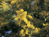 Close-Up of Flowers on Mimosaceae Photographic Print by N. Chasseriau