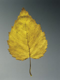 Close-Up of a Leaf of European White Birch (Betula Pendula) Photographie par A. Dagli Orti