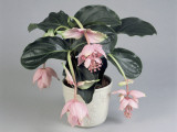 Close-Up of Showy Medinilla Flowers Growing in a Pot (Medinilla Magnifica) Fotografie-Druck von G. Cigolini