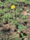 Close-Up of a Mountain Buttercup Flower (Ranunculus Montanez) Photographie par R. Sacco