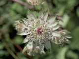 Close-Up of a Great Masterwort Flower (Astrantia Major) Photographic Print by R. Sacco