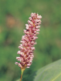 Close-Up of a Meadow Bistort Flower (Polygonum Bistorta) Photographic Print by R. Sacco