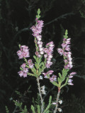 Close-Up of a Heather Plant (Calluna Vulgaris) Photographic Print by M. Giovanoli