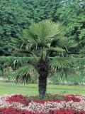 Lady Palm Tree in a Formal Garden (Chamaerops Excelsa) Photographic Print by R. Sacco