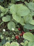 Close-Up of Woodland Strawberry Plant (Fragaria Vesca) Photographie par D. Dagli Orti