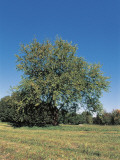 White Mulberry Tree in a Field (Morus Alba) Photographic Print by R. Sacco
