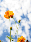 Gelbe & goldene Blumen Fotografie-Druck von Flavita Valsani