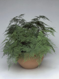 Close-Up of an Asparagus Fern Plant Growing in a Pot (Asparagus Setaceus) Photographie par C. Dani