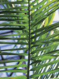 Close-Up of Betel Palm Leaves (Areca Catechu) Fotografisk trykk av W. Buss Close-Up of Betel Palm Leaves (Areca Catechu) Fotografisk trykk av W. Buss