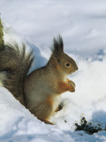 Close-Up of a Red Squirrel Sitting on Snow, Tsarskoe Selo Park, Pushkin, St Photographic Print by W. Buss