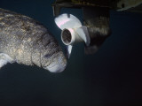 West Indian Manatee Swims Past Propeller Photographie par Jeff Foott