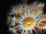 Close Up of Yellow Anemone (Epizoanthus Scotinus) Photographic Print by Jeff Foott