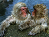 Snow Monkeys/Japanese Macaques Soak in Hot Spring, Lean on Rock Photographic Print by Jeff Foott Snow Monkeys/Japanese Macaques Soak in Hot Spring, Lean on Rock Photographic Print by Jeff Foott