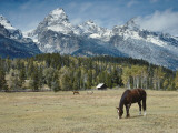 Mountain Looms High as Horses Graze Photographic Print by Jeff Foott Mountain Looms High as Horses Graze Photographic Print by Jeff Foott