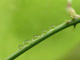 Goutte d'eau Photographie par Hisako Tanaka