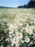 A Field of Chamomiles Lámina fotográfica por Greger Norrevik