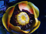 Rocky Mountain Pond Lily in Bloom Photographic Print by Jeff Foott