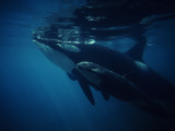 Killer Whale (Orcinus Orca) Vancouver Island, British Columbia, Canada Photographic Print by Jeff Foott