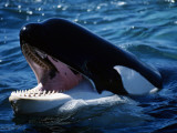 Killer Whale (Orcinus Orca) Head Fotografisk trykk av Jeff Foott Killer Whale (Orcinus Orca) Head Fotografisk trykk av Jeff Foott