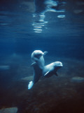 Beluga Whale (Delphinapterus Leucas) Pair Underwater Fotografisk trykk av Jeff Foott Beluga Whale (Delphinapterus Leucas) Pair Underwater Fotografisk trykk av Jeff Foott