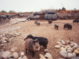 Group of Collared Peccary/Javelina Standing in Desert Photographic Print by Jeff Foott