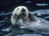 Sea Otter Floats on Back with its Paws on Face and Mouth Open Fotografisk trykk av Jeff Foott Sea Otter Floats on Back with its Paws on Face and Mouth Open Fotografisk trykk av Jeff Foott
