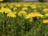 Minnesota, Minneapolis, a Lone Ant Is Found Foraging in a Field of Dandelions in a Backyard Photographic Print by Jayme Halbritter