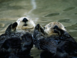 Sea Otters Lay on Back in Water Photographic Print by Jeff Foott