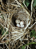 Brown-Headed Cowbird Egg in Nest of Macgillivaray's Warbler Photographie par Jeff Foott
