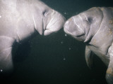 West Indian Manatees (Trichechus Manatus) Photographic Print by Jeff Foott