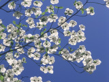 Pacific Dogwood Blossoms under a Clear Blue Sky in Spring Photographie par Jeff Foott