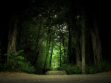 Pathway in a Forest Photographic Print by Ilina S