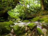 Stream in Ancient Forest Photographic Print by Ippei Naoi