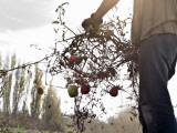Organic Family Farmers Early Frost Loss Photographic Print by Hutch Axilrod