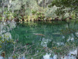 Manatees (Trichechus Manatus) Swimming in River, Blue Springs State Park, Florida, Usa Photographic Print by Jeff Foott