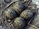 Detail of American Avocet Eggs in Nest Photographic Print by Jeff Foott