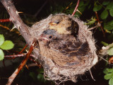 Brown-Headed Cowbird Sits in Yellow Warbler Nest Photographie par Jeff Foott