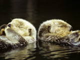 Pair of Sea Otters (Enhydra Lutris) Eating Moon Snails in the Water Photographic Print by Jeff Foott