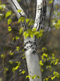 New Hampshire, Ossipee, a White Birch Bears the Marks of Feeding Woodpeckers and its Young Photographic Print by Jamie Gemmiti