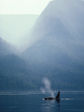 Killer Whale Swims on Surface While Spouting with Mountains in the Background Fotografisk trykk av Jeff Foott Killer Whale Swims on Surface While Spouting with Mountains in the Background Fotografisk trykk av Jeff Foott