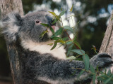 Koala Bear Eats Leaves in Tree Photographic Print by Jeff Foott