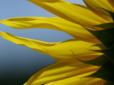 Sunflower Photographic Print by Hisako Tanaka