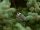 Fledgeling Red-Breasted Nuthatch Photographic Print by Jack Illingworth