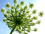 Good Morning, Sunshine! Photographic Print by Gerlinde Hofmann
