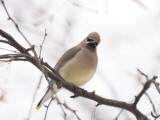 Cedar Waxwing Photographic Print by Jack Illingworth